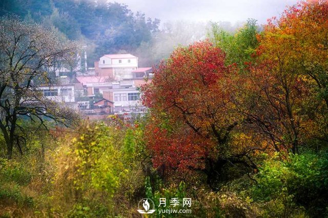 信陽(yáng)市商城縣小鄉(xiāng)村靠烏桕樹成游客打卡地(圖2)