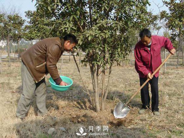 立春了，苗木養(yǎng)護要搞起來(圖1)