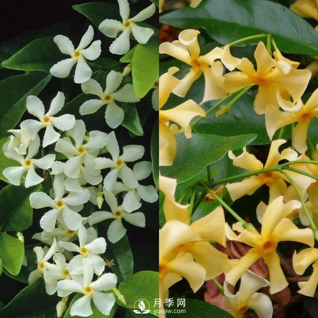 13種耐寒的盆栽花卉，零下20多度可存活，大部分南方也能種(圖8)