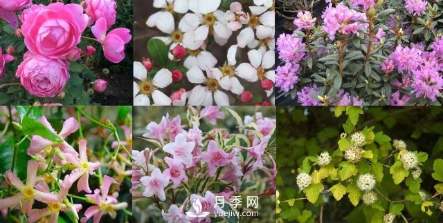 13種耐寒的盆栽花卉，零下20多度可存活，大部分南方也能種(圖1)