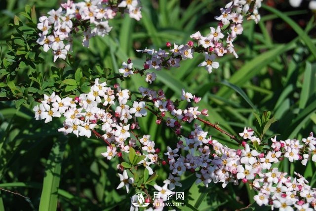 13種耐寒的盆栽花卉，零下20多度可存活，大部分南方也能種(圖31)