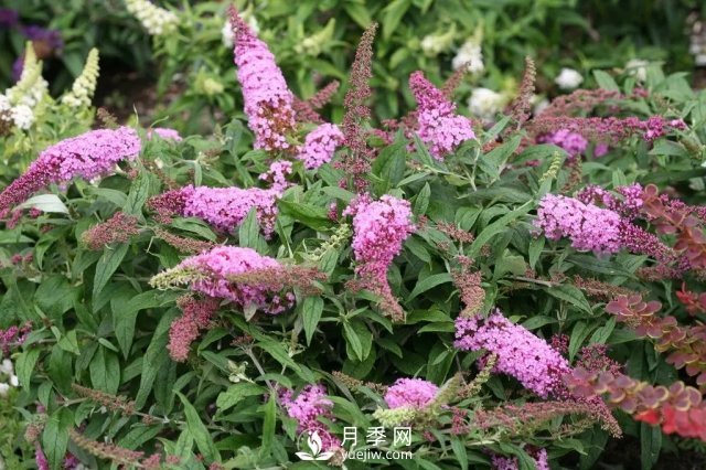 13種耐寒的盆栽花卉，零下20多度可存活，大部分南方也能種(圖20)