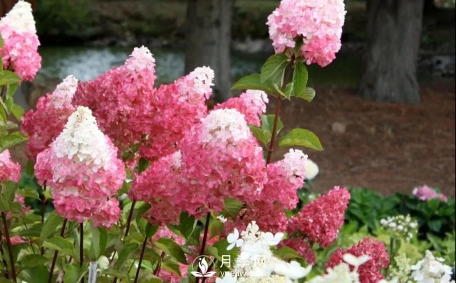 13種耐寒的盆栽花卉，零下20多度可存活，大部分南方也能種(圖15)