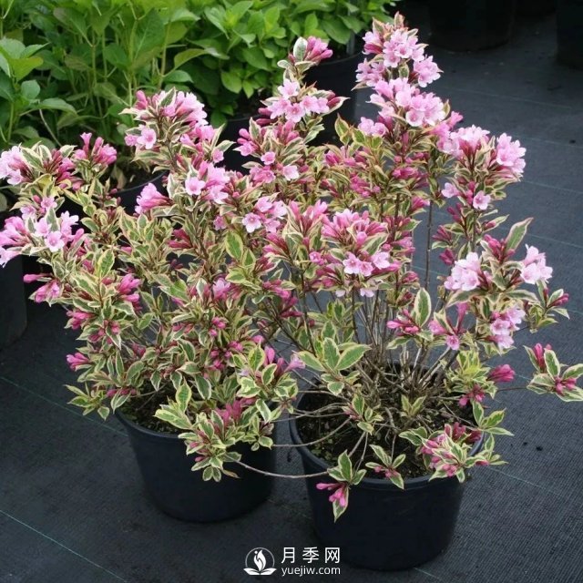 13種耐寒的盆栽花卉，零下20多度可存活，大部分南方也能種(圖11)