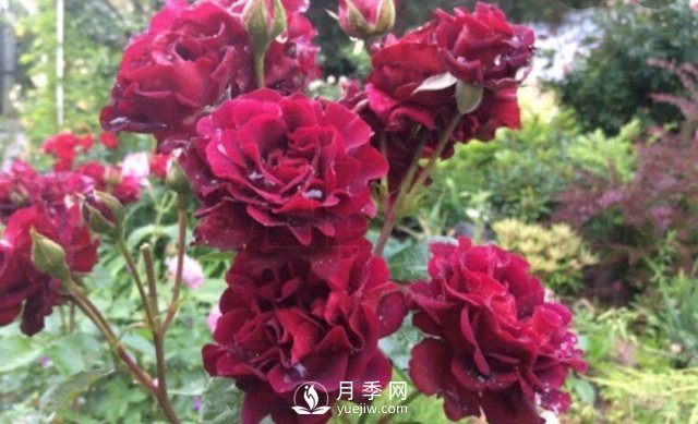 13種耐寒的盆栽花卉，零下20多度可存活，大部分南方也能種(圖35)