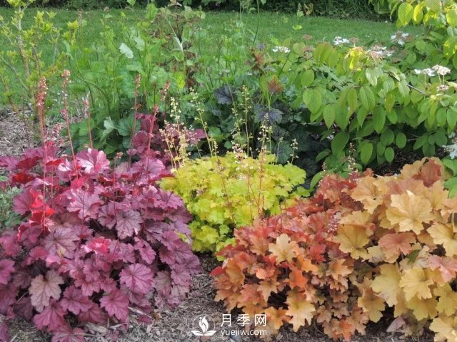 13種耐寒的盆栽花卉，零下20多度可存活，大部分南方也能種(圖23)