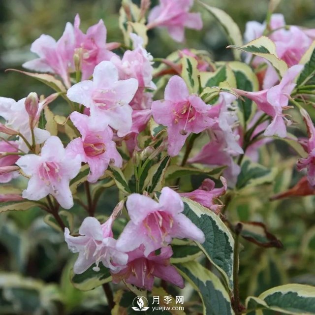 13種耐寒的盆栽花卉，零下20多度可存活，大部分南方也能種(圖12)