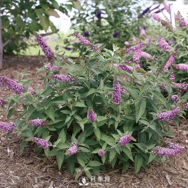 13種耐寒的盆栽花卉，零下20多度可存活，大部分南方也能種(圖21)