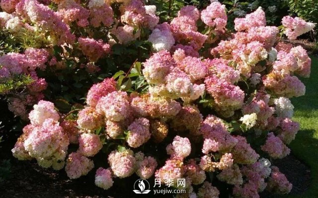 13種耐寒的盆栽花卉，零下20多度可存活，大部分南方也能種(圖14)