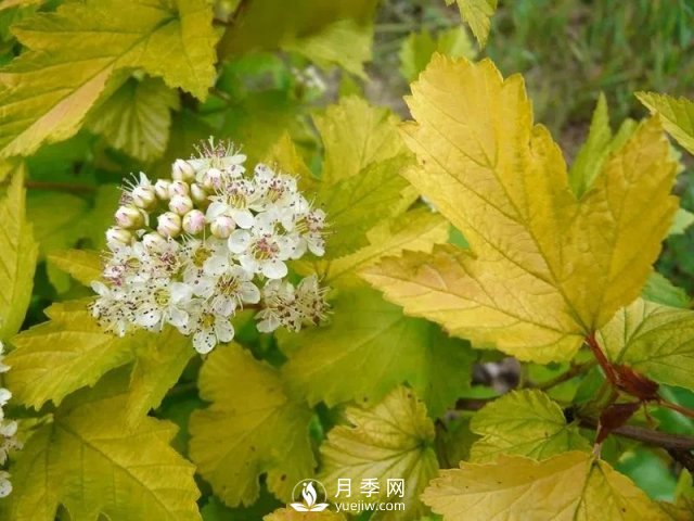 13種耐寒的盆栽花卉，零下20多度可存活，大部分南方也能種(圖27)