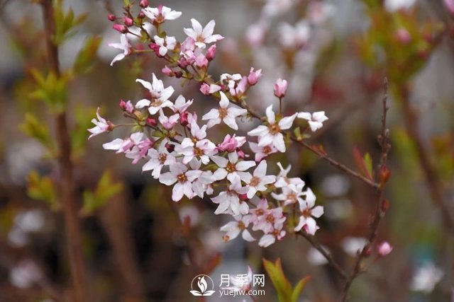 13種耐寒的盆栽花卉，零下20多度可存活，大部分南方也能種(圖32)