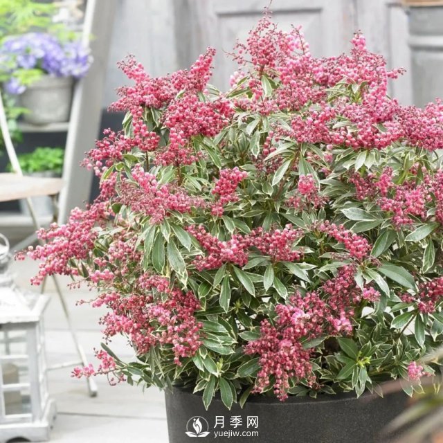 13種耐寒的盆栽花卉，零下20多度可存活，大部分南方也能種(圖19)