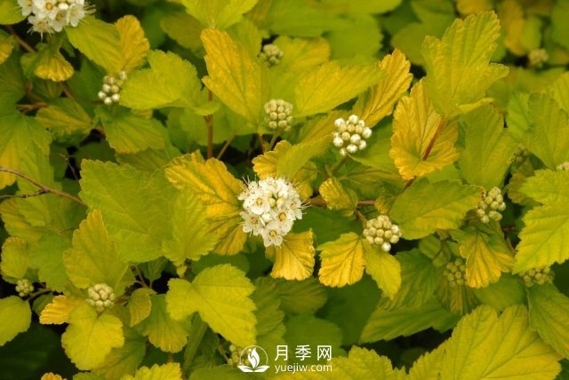 13種耐寒的盆栽花卉，零下20多度可存活，大部分南方也能種(圖28)