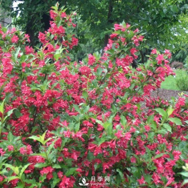 13種耐寒的盆栽花卉，零下20多度可存活，大部分南方也能種(圖13)