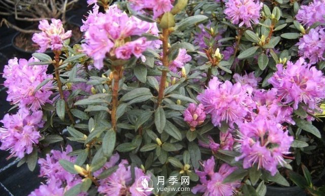 13種耐寒的盆栽花卉，零下20多度可存活，大部分南方也能種(圖29)