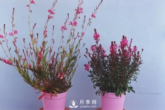 13種耐寒的盆栽花卉，零下20多度可存活，大部分南方也能種(圖4)