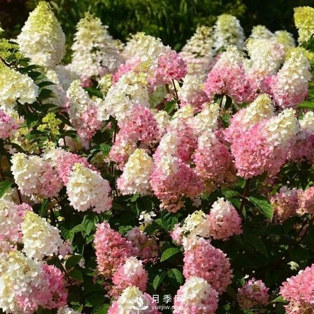13種耐寒的盆栽花卉，零下20多度可存活，大部分南方也能種(圖16)