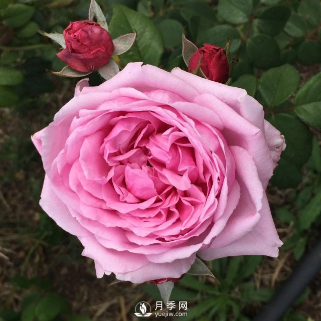 13種耐寒的盆栽花卉，零下20多度可存活，大部分南方也能種(圖33)
