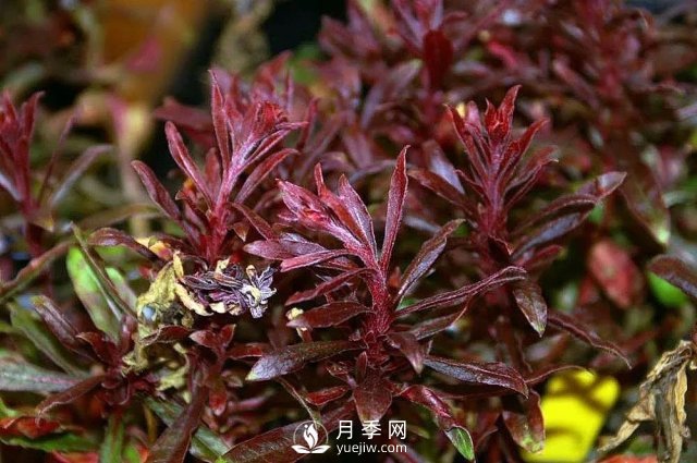 13種耐寒的盆栽花卉，零下20多度可存活，大部分南方也能種(圖2)