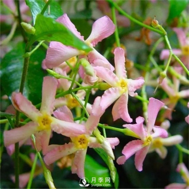 13種耐寒的盆栽花卉，零下20多度可存活，大部分南方也能種(圖10)