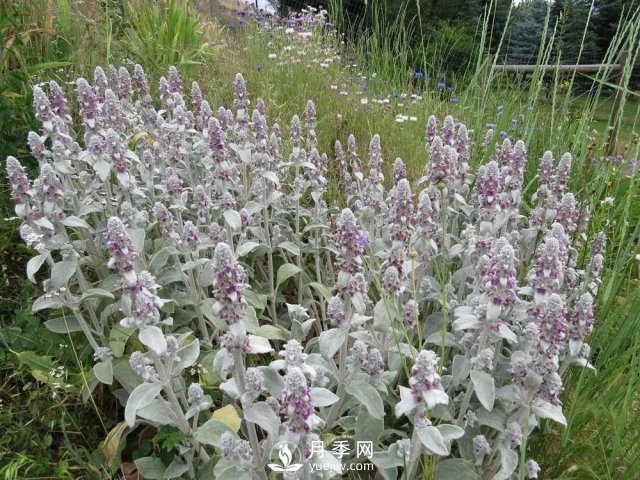 13種耐寒的盆栽花卉，零下20多度可存活，大部分南方也能種(圖26)