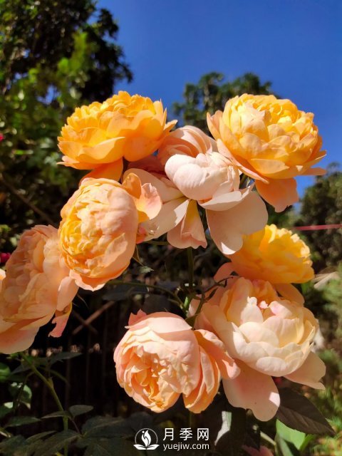 早春養(yǎng)月季，做好三方面養(yǎng)護(hù)，生長開花不用愁(圖1)