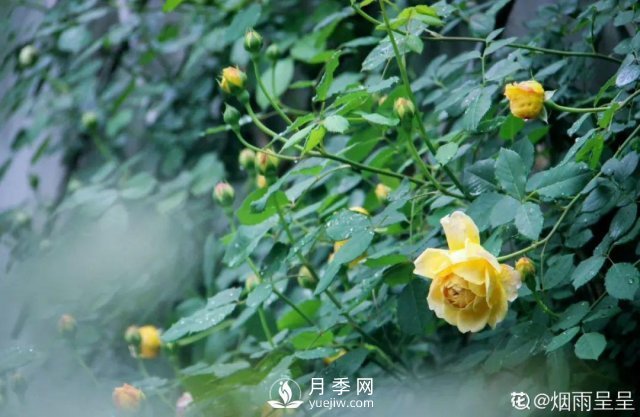 月季養(yǎng)護(hù)12個(gè)月計(jì)劃表，按照這個(gè)養(yǎng)，月季花園不是夢(mèng)(圖6)