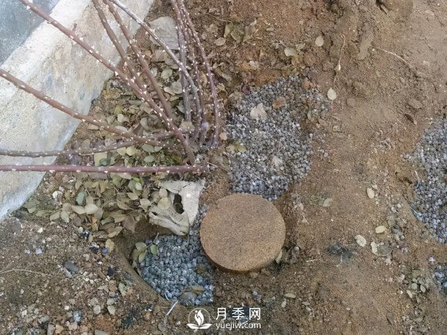 月季養(yǎng)護(hù)12個(gè)月計(jì)劃表，按照這個(gè)養(yǎng)，月季花園不是夢(mèng)(圖2)