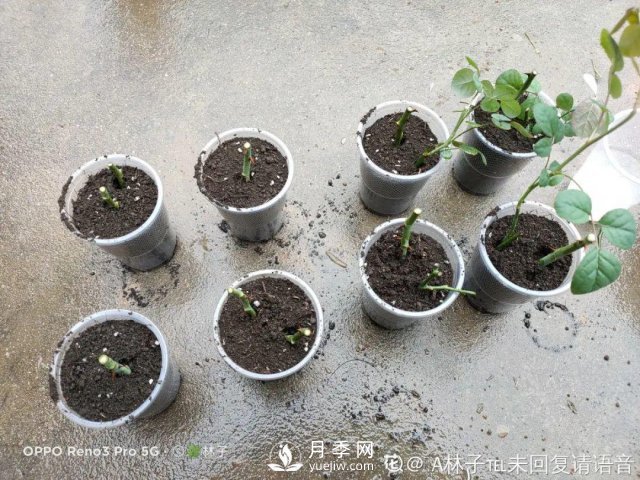 月季養(yǎng)護(hù)12個(gè)月計(jì)劃表，按照這個(gè)養(yǎng)，月季花園不是夢(mèng)(圖5)