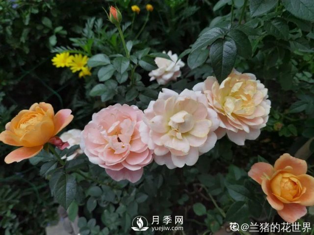 月季養(yǎng)護(hù)12個(gè)月計(jì)劃表，按照這個(gè)養(yǎng)，月季花園不是夢(mèng)(圖7)