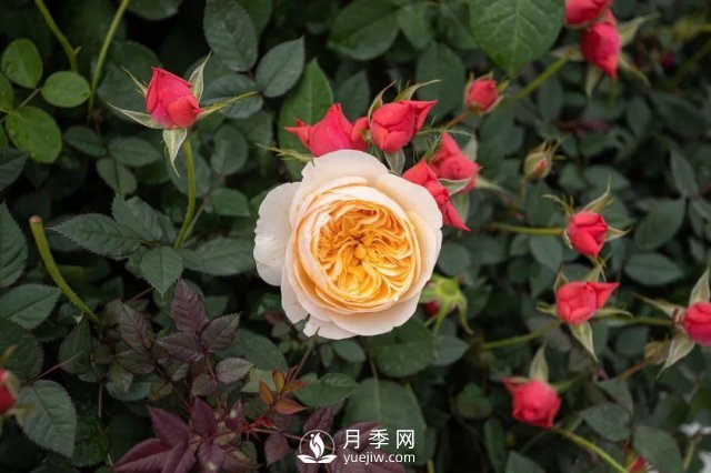 月季養(yǎng)護(hù)12個(gè)月計(jì)劃表，按照這個(gè)養(yǎng)，月季花園不是夢(mèng)(圖4)