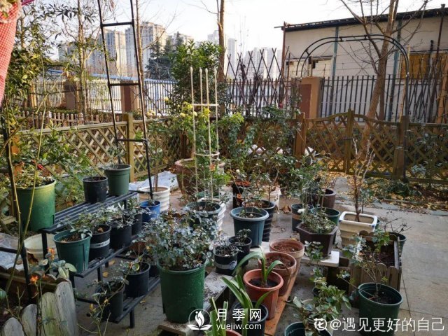 月季養(yǎng)護(hù)12個(gè)月計(jì)劃表，按照這個(gè)養(yǎng)，月季花園不是夢(mèng)(圖8)