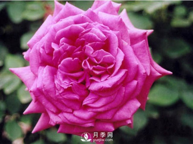 月季的花期有時候是很短的，怎樣制作月季干花你知道嗎？(圖1)