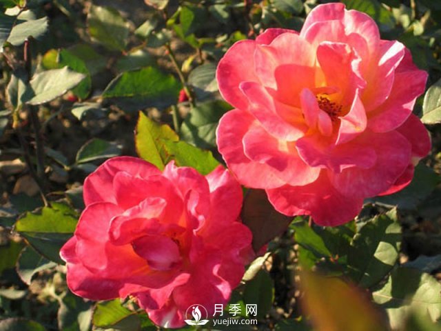 月季花黑斑病是很容易出現(xiàn)的，如何防治的方法很重要？(圖1)