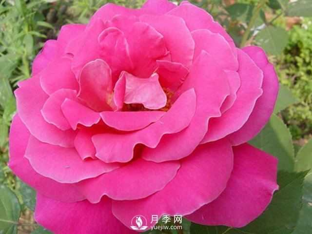 月季的栽培育苗技術分享(圖1)