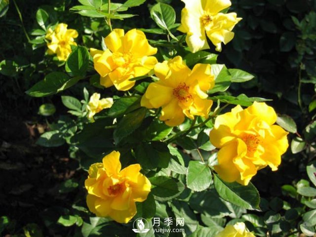 月季水插繁殖的方法，掌握這種方法還是需要學(xué)習(xí)的(圖1)