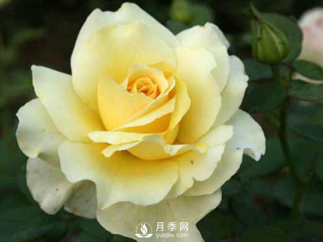 樹狀月季批發(fā)小常識(shí)：月季成長(zhǎng)需要的五個(gè)條件(圖1)