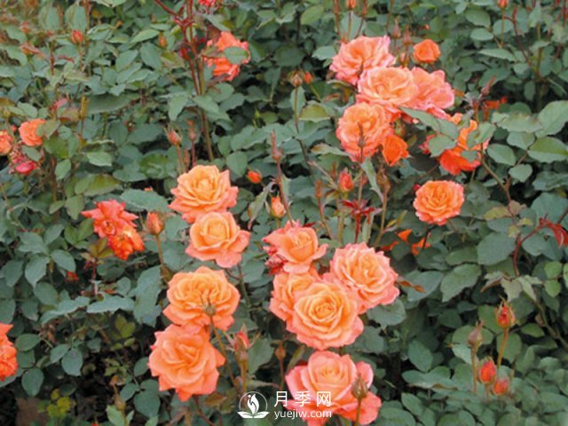 月季花茶和玫瑰花茶怎樣能夠區(qū)分開(kāi)？(圖1)