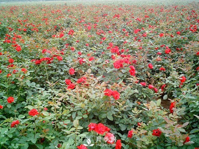 為什么給月季施葉面肥？如何讓月季茁壯成長(zhǎng)？(圖1)