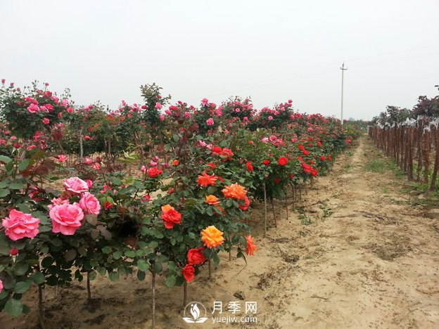 月季樹可以移栽嗎？要注意什么你都知道嗎？(圖1)