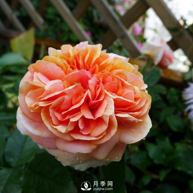 月季花介紹，石橋月季帶你了解月季(圖1)