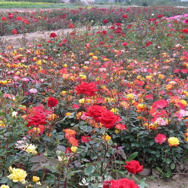 怎樣養(yǎng)好月季花？石橋月季告訴你(圖1)
