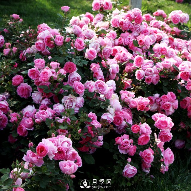 月季的繁殖方式有哪些？南陽石橋月季告訴你(圖1)