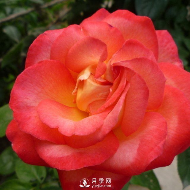 月季該怎么養(yǎng)護(hù)？石橋月季告訴你(圖1)