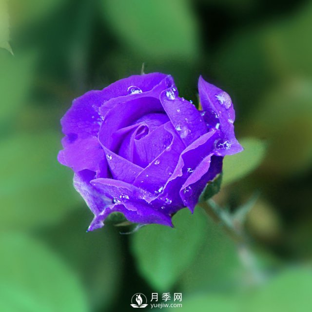 月季網(wǎng)說(shuō)說(shuō)月季的主要用途是哪些方面？(圖1)