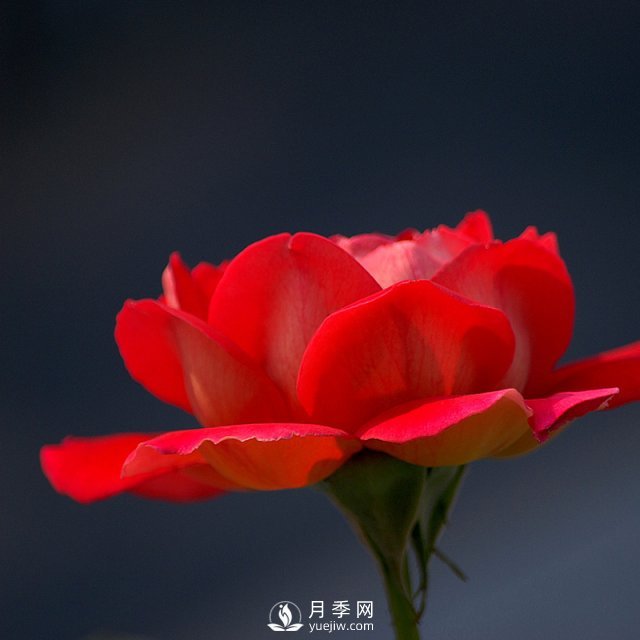 室內(nèi)種植月季，葉子黃化了是什么原因？(圖1)