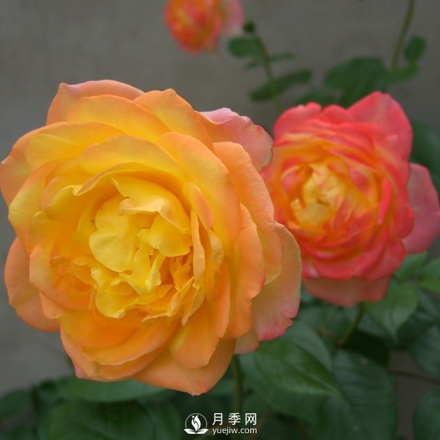 如何種植月季黃金盛典？(圖1)