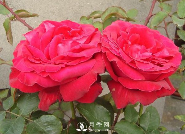 月季苗培養(yǎng)常識(shí)主要有哪些？(圖1)
