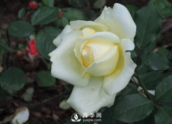 怎樣挑選好月季？(圖1)