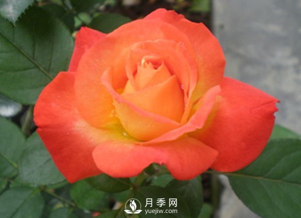 月季保護保鮮期寒害及防治(圖1)